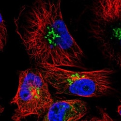 SMIM7 Antibody, Novus Biologicals:Antibodies:Primary Antibodies